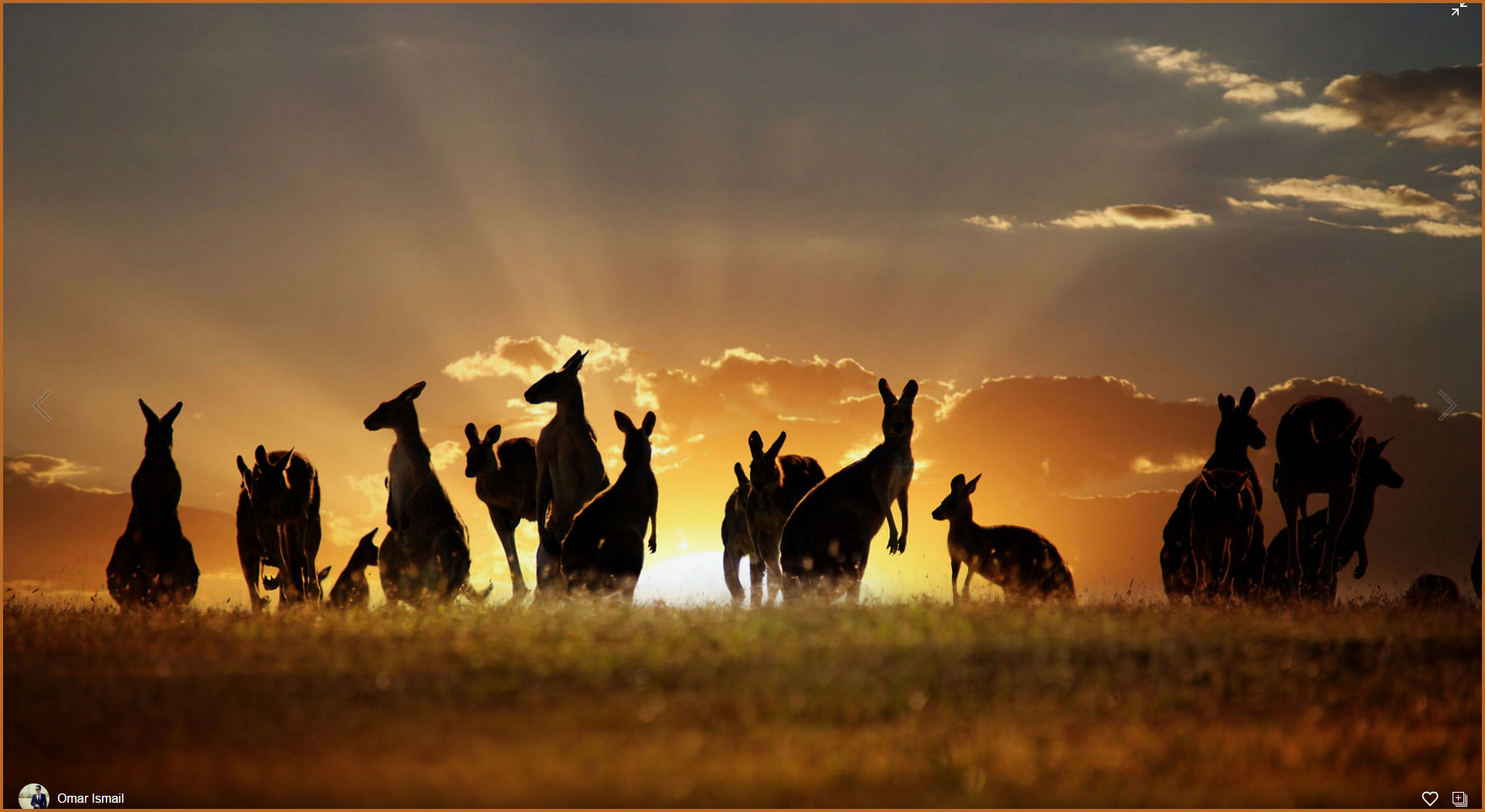 https://500px.com/photo/149432437/cutest-kangaroo-family-sunset-by-omar-ismail