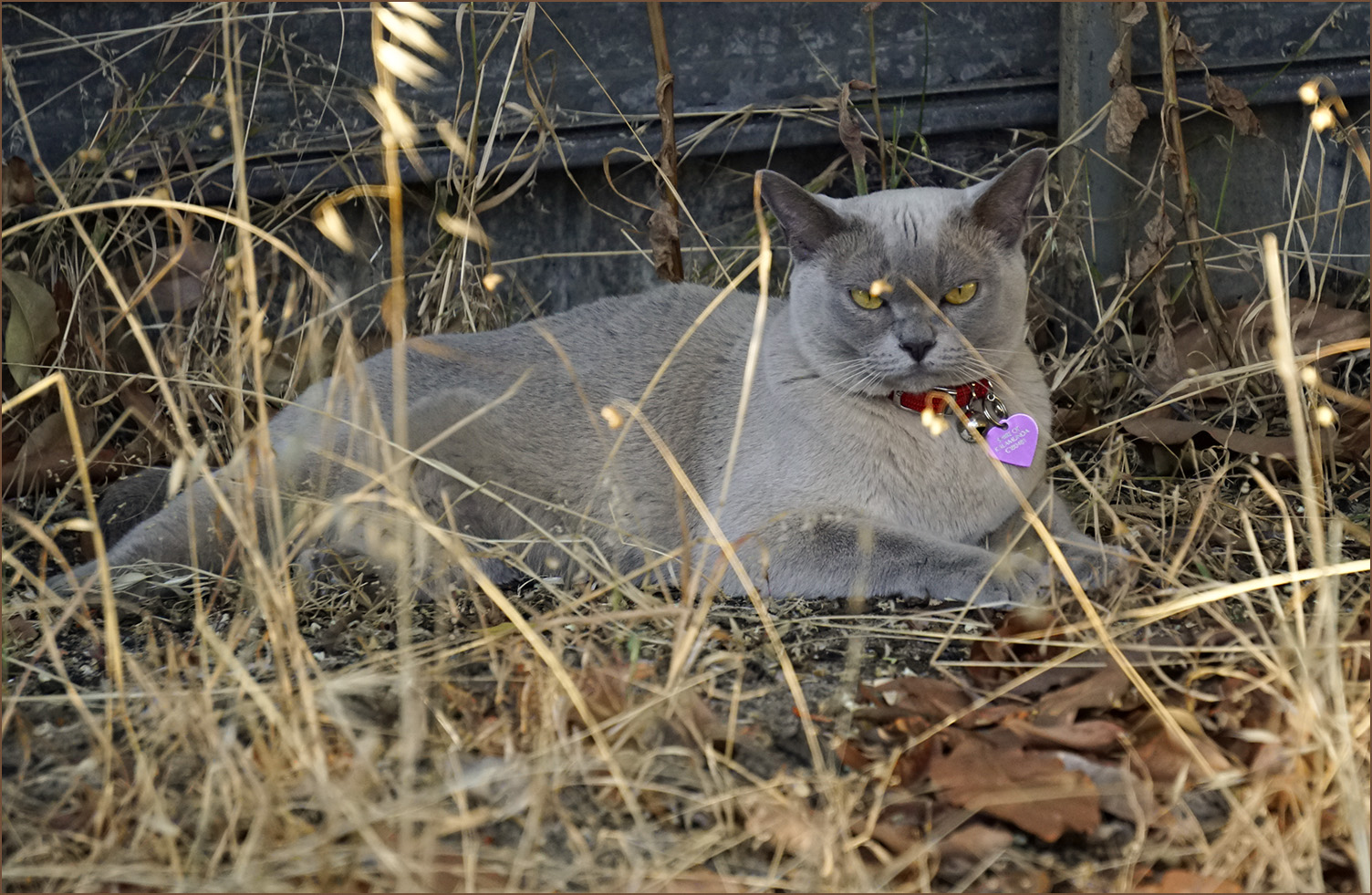 No good looking over here. You can't see me. I am perfectly hidden behind these 25 sticks of dead wild oats and I blend into the background like a ghost.