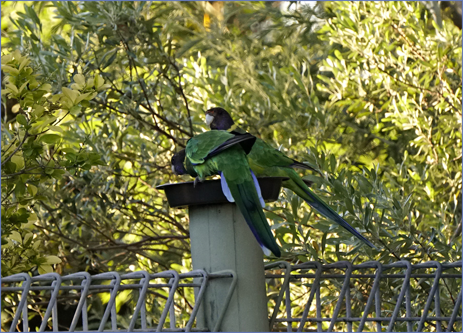 The parrots.