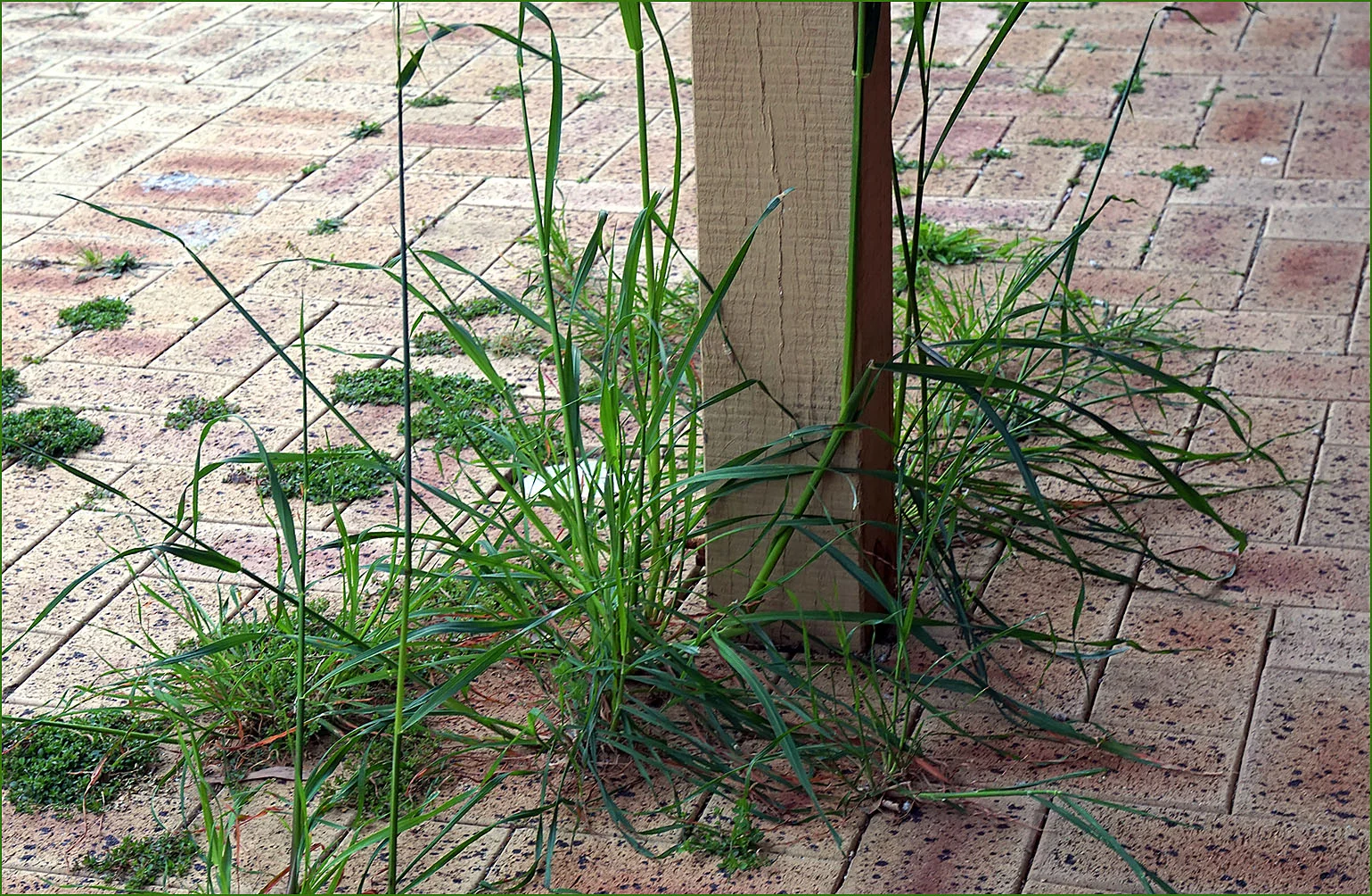 GivenUpGrass01-1000y-c9.jpg