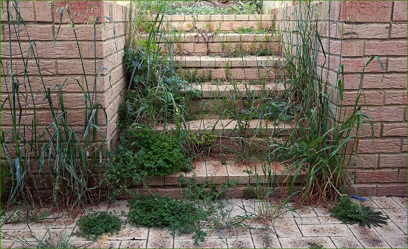 GiveUpGrass02b-1000y-c8.jpg