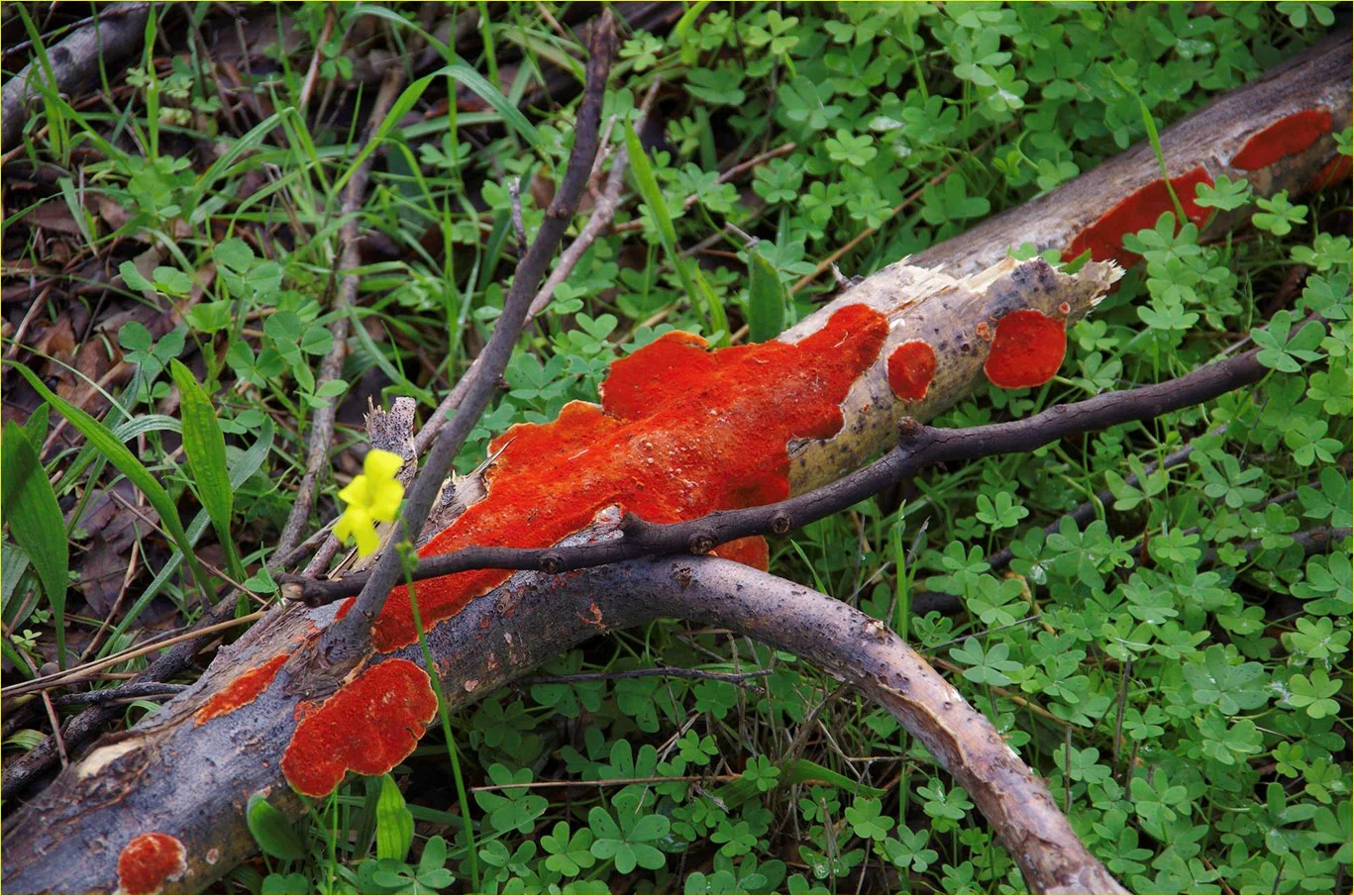 RedFungus.jpg
