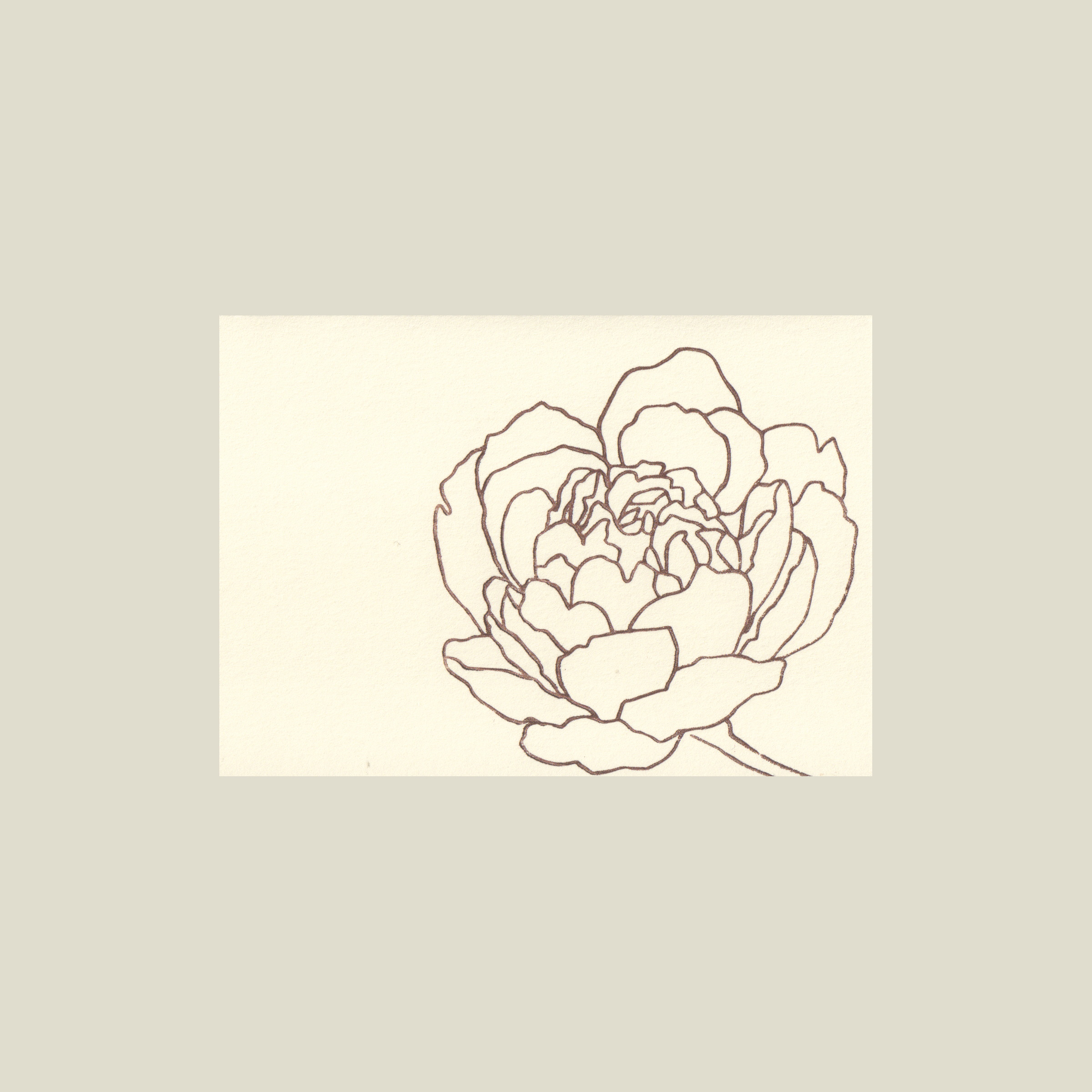 peony-lg.png