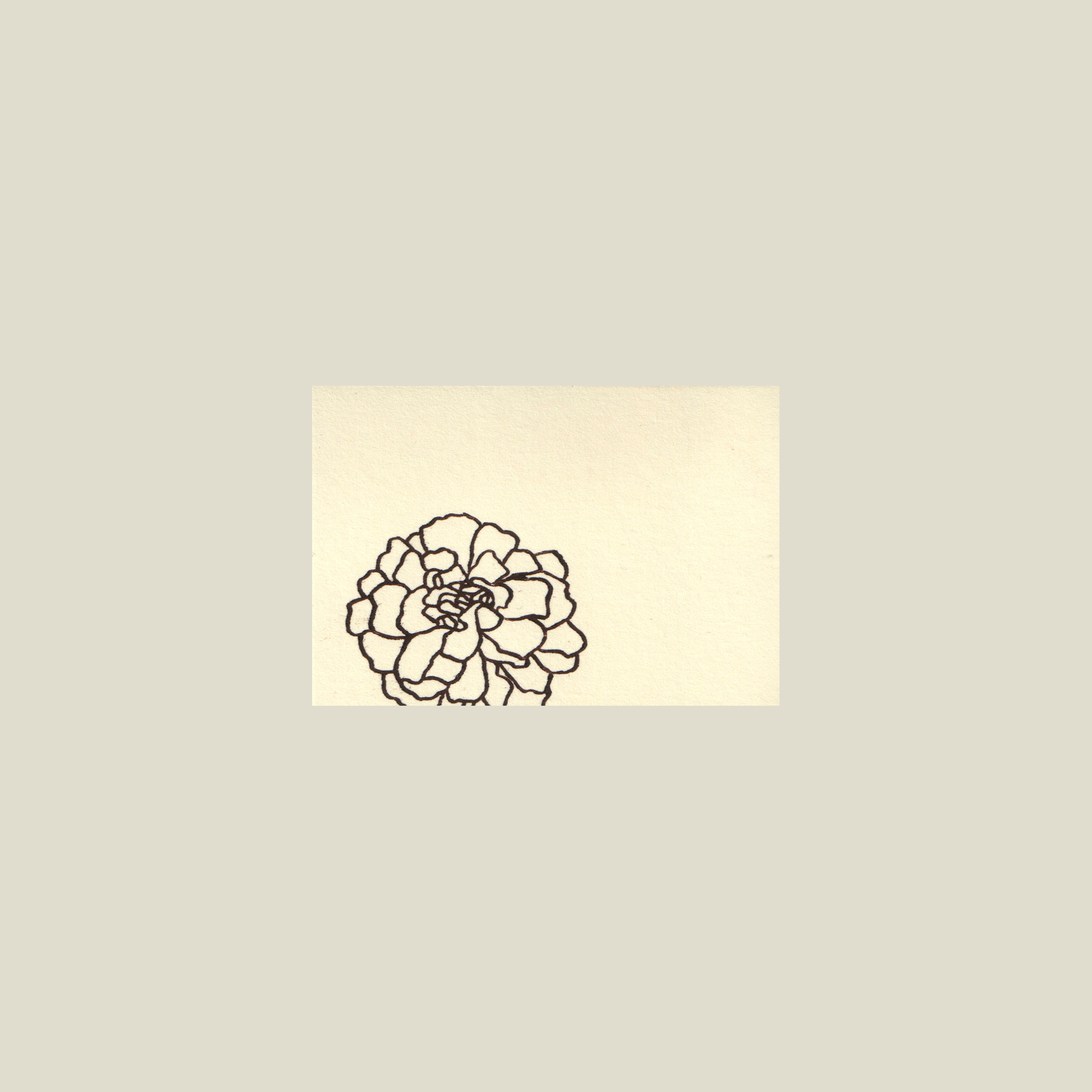 marigold-sm.png