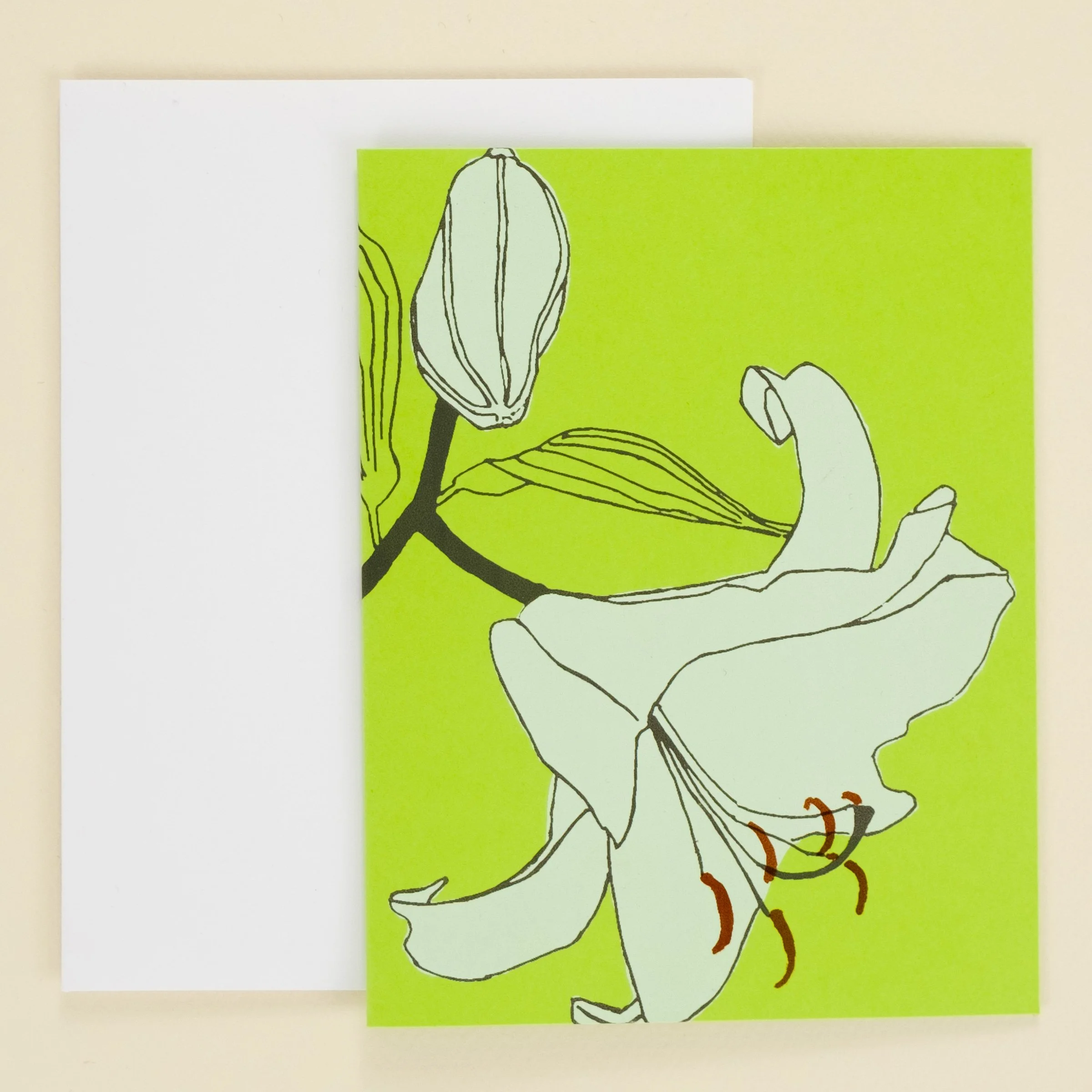 Casablanca lily