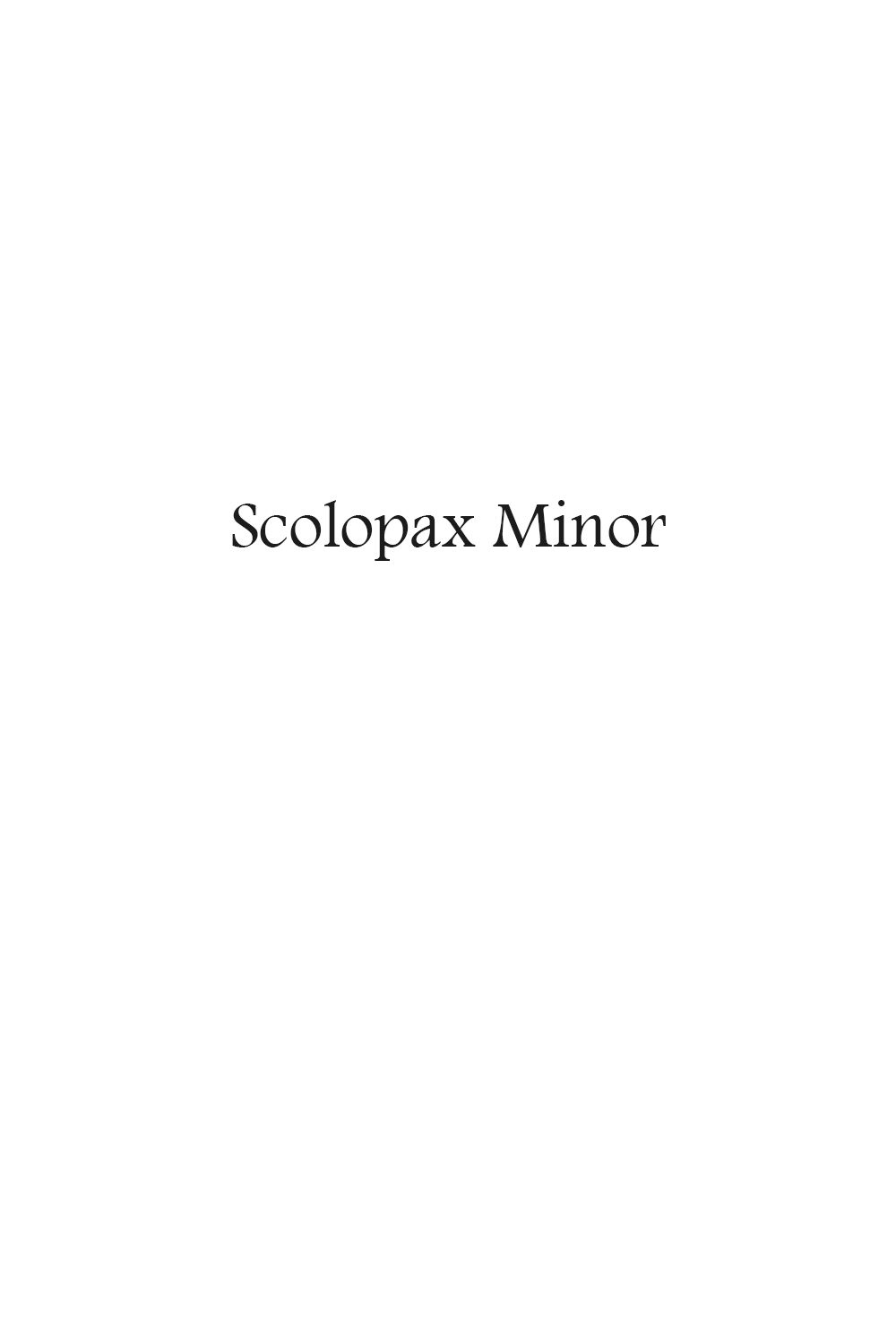 Scolopax Minor.jpg