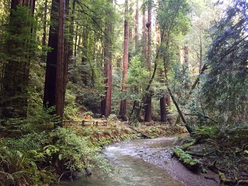 Muir-large-3.jpg