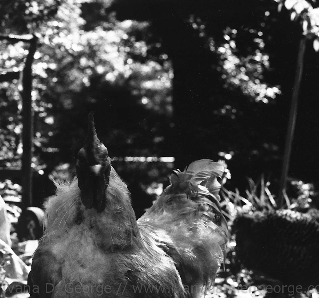 Creative Influences: Tending chickens in the backyard when it was not urban chic