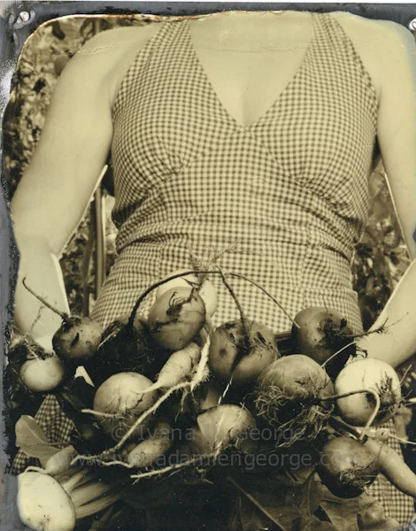 Root Vegetable Harvest in August