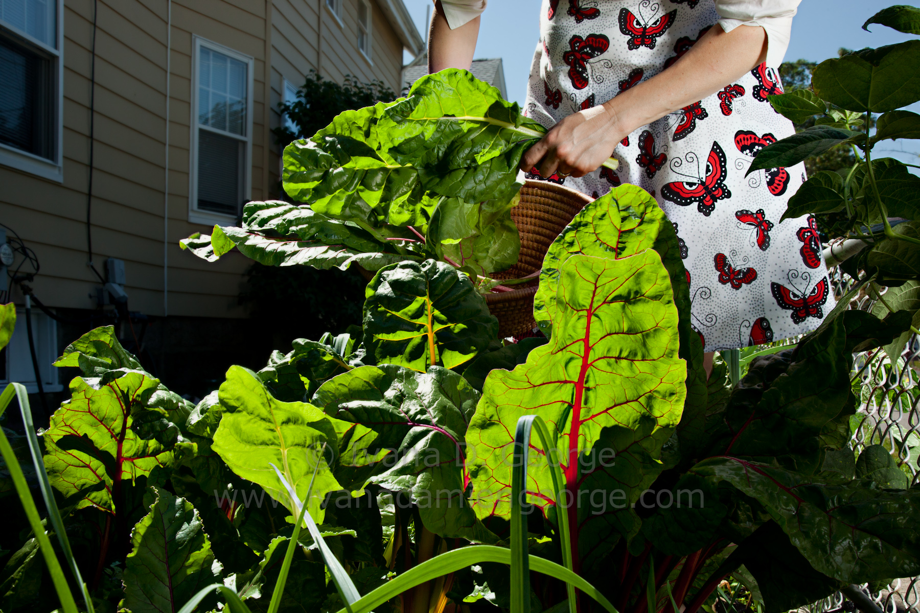 Gathering Rainbow Swiss Chard in August