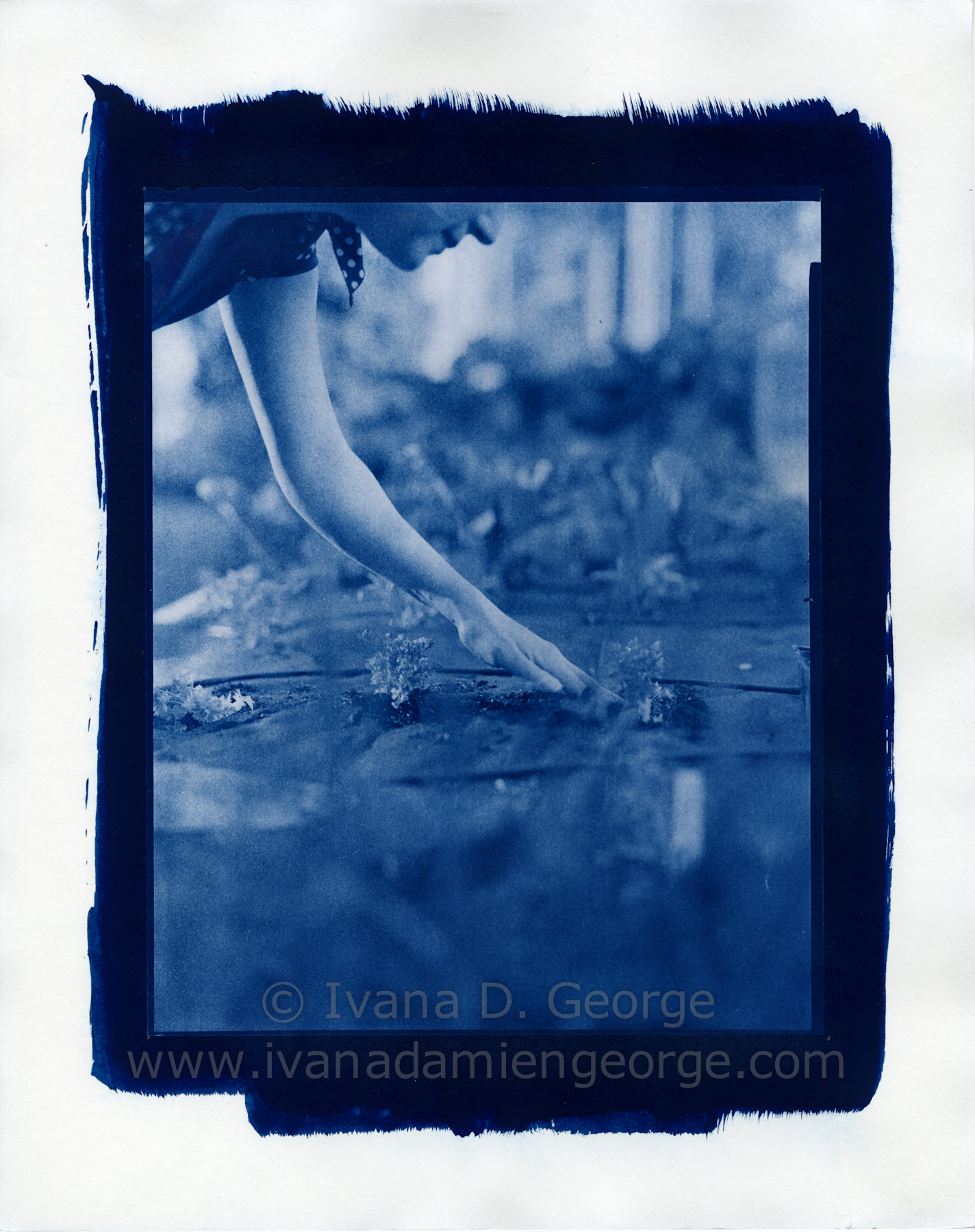 Shop Limited Edition "Sustain" Cyanotype Prints