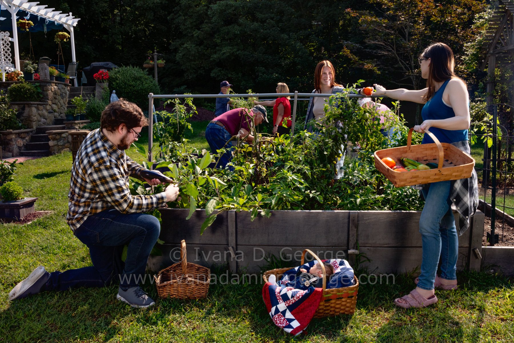 The St. Laurent Family Harvesting the Garden in July