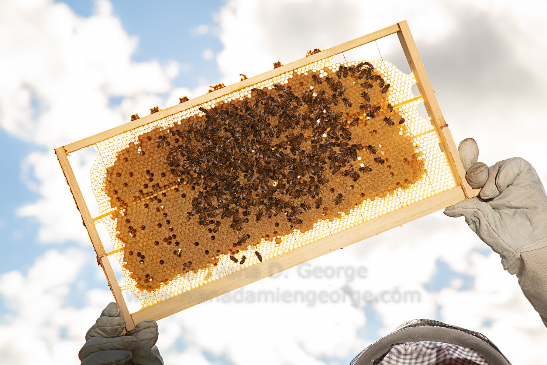 Joseph's Golden Comb