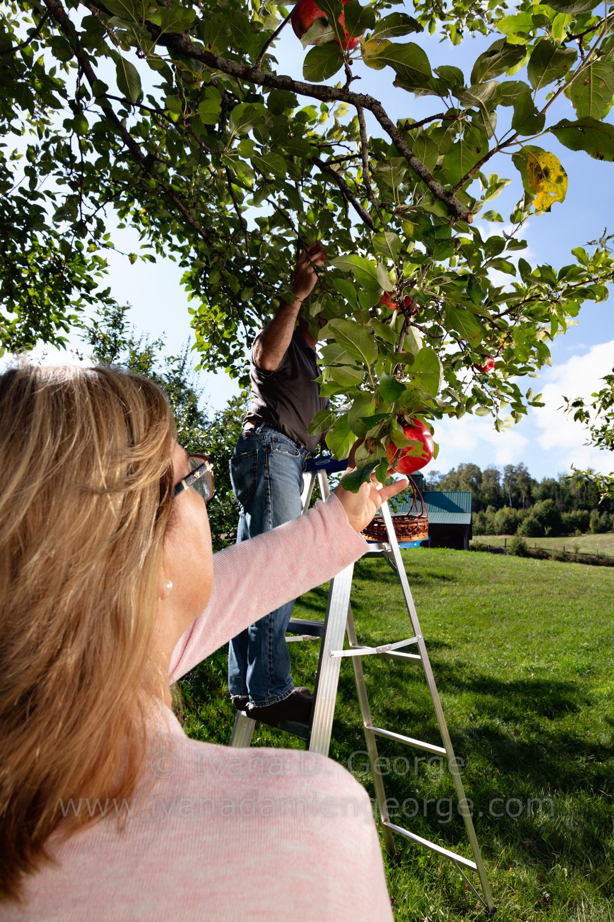 Linda and Joseph Harvest Apples in August at Five Belles Farm