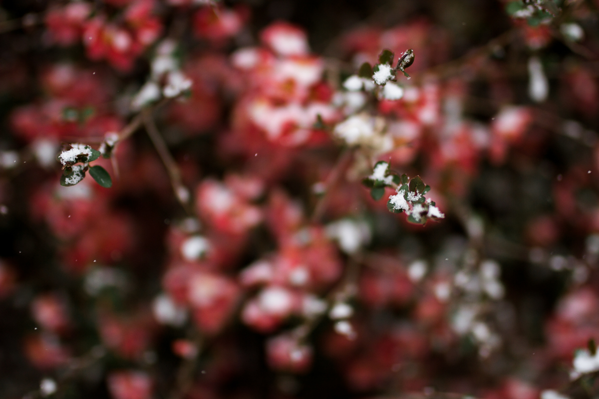 Kansas City, MO lifestyle family photographer spring flowers in the snow winter family photography