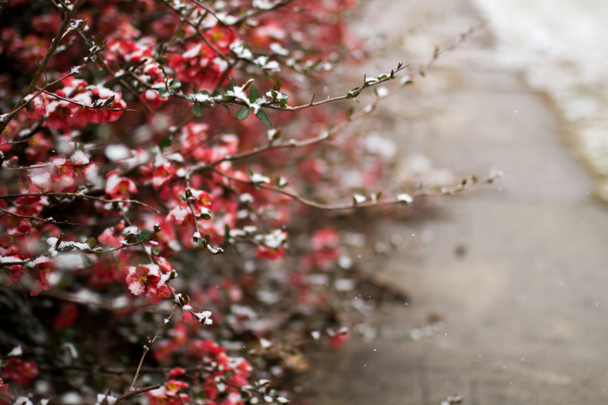  Kansas City, MO lifestyle family photographer spring flowers in the snow winter family photography 