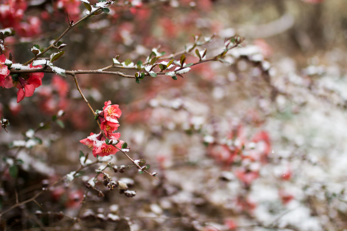  Kansas City, MO lifestyle family photographer spring flowers in the snow winter family photography 