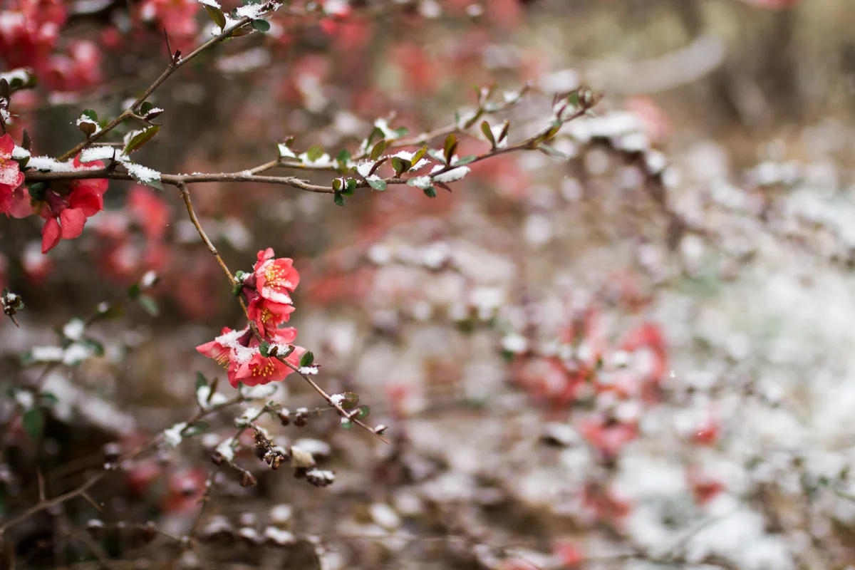 Kansas City, MO lifestyle family photographer spring flowers in the snow winter family photography