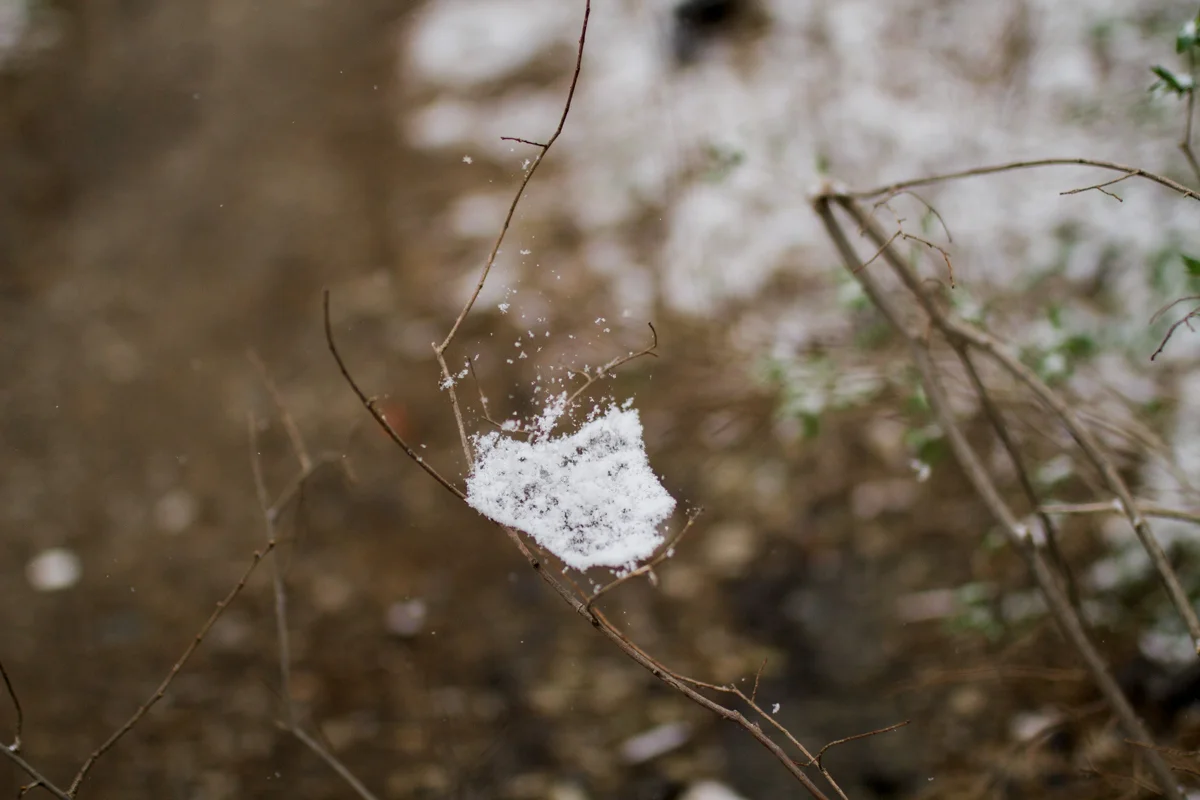 Kansas City, MO lifestyle family photographer spiderweb in the snow winter family photography black and white
