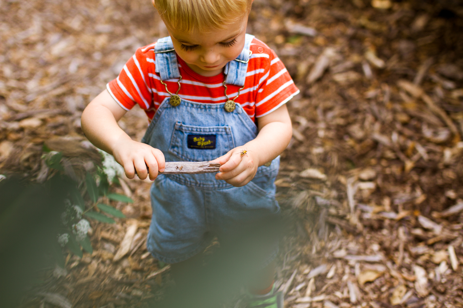  Rebecca Clair Photography Kansas City lifestyle photographer, fall mini session, fall family photos, boy with bug on a stick 