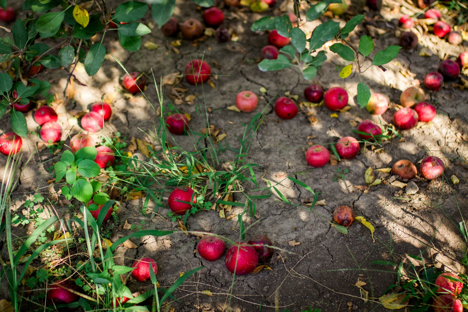Rebecca Clair Photography, Kansas City lifestyle photographer, apple picking photo session, apple orchard photos, Kansas City family photographer, apples on the ground