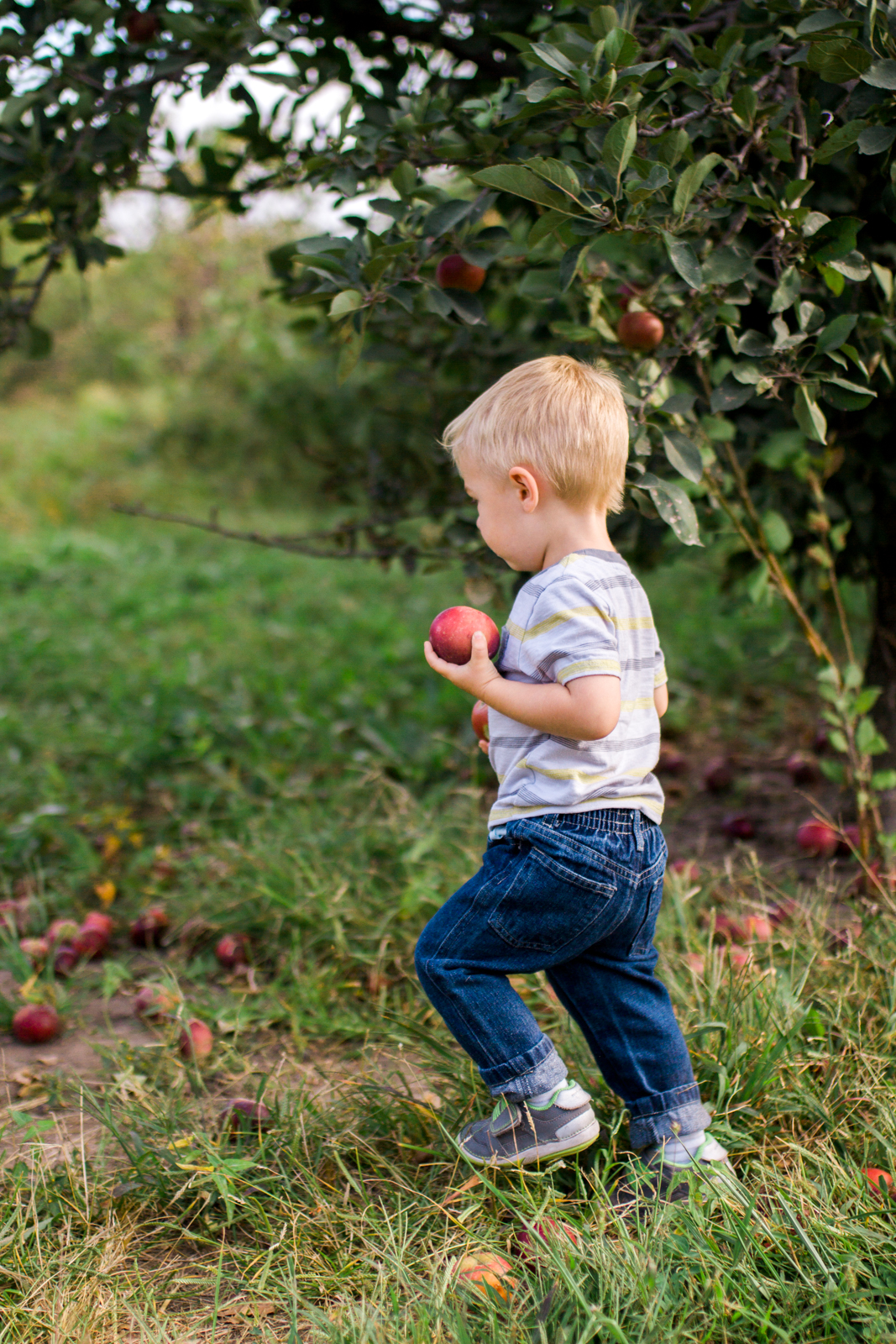  Rebecca Clair Photography, Kansas City lifestyle photographer, apple picking photo session, apple orchard photos, Kansas City family photographer, boy carrying apples 