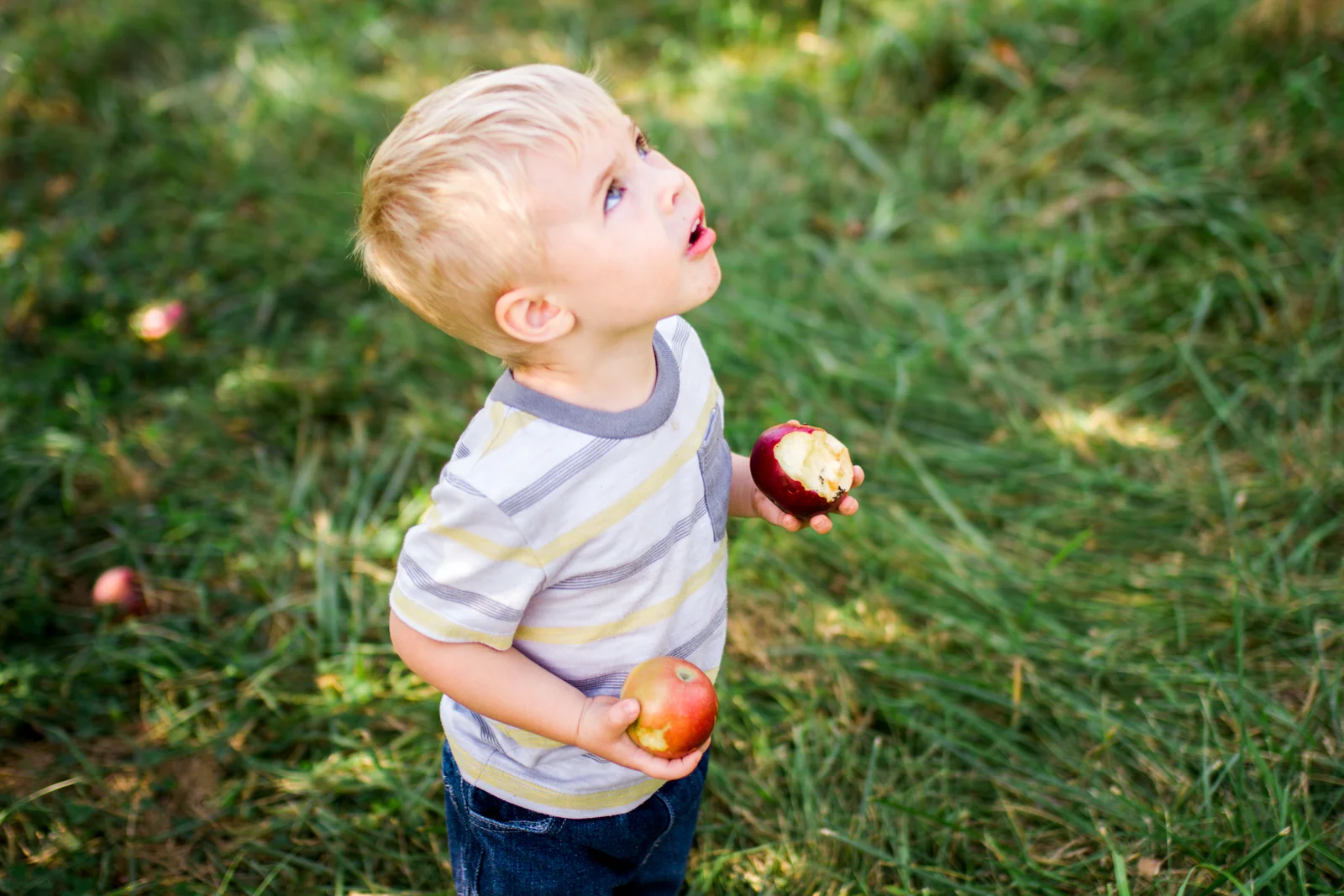 Rebecca Clair Photography, Kansas City lifestyle photographer, apple picking photo session, apple orchard photos, Kansas City family photographer, boy holding apples