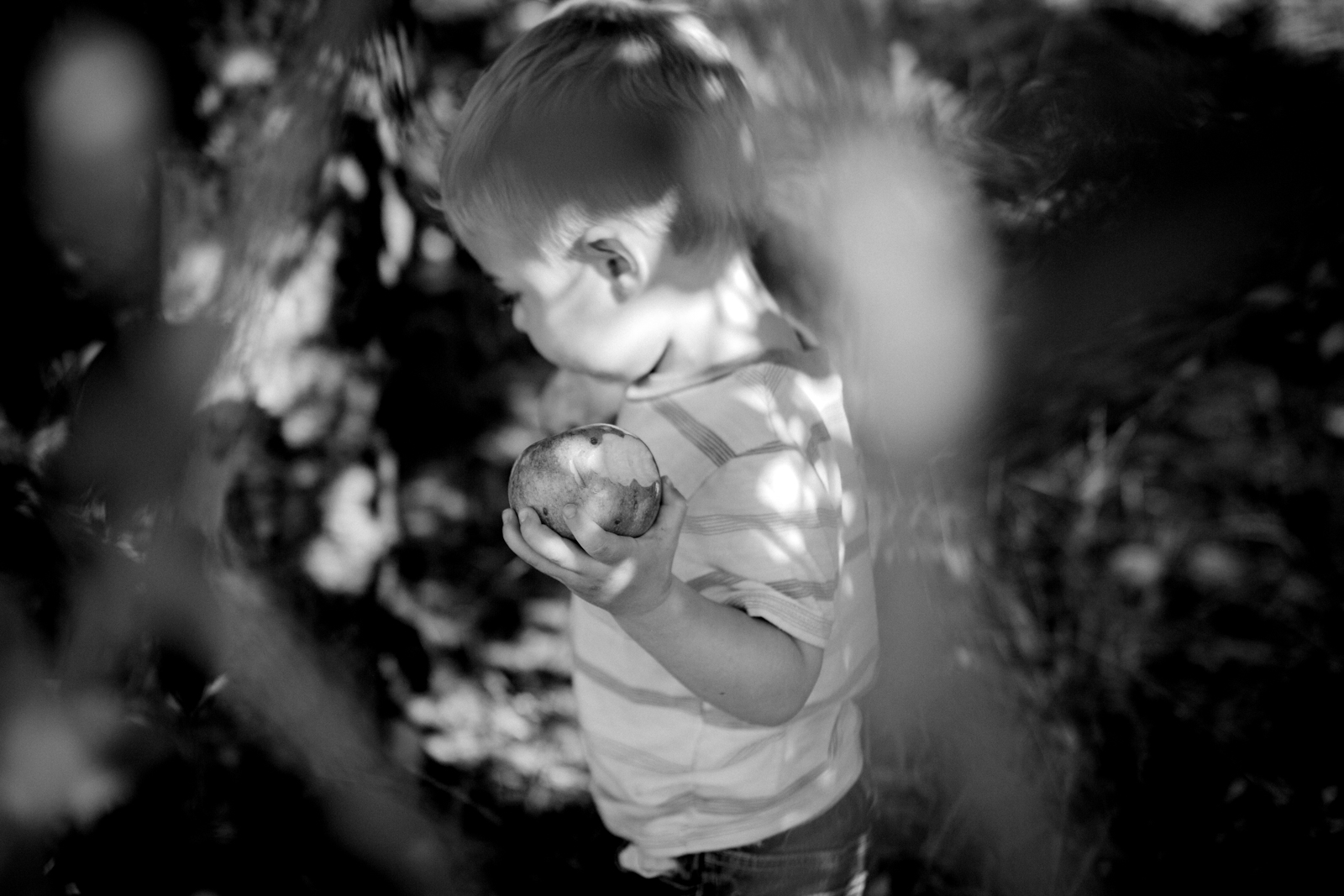  Rebecca Clair Photography, Kansas City lifestyle photographer, apple picking photo session, apple orchard photos, Kansas City family photographer, boy holding apples, black and white photo 