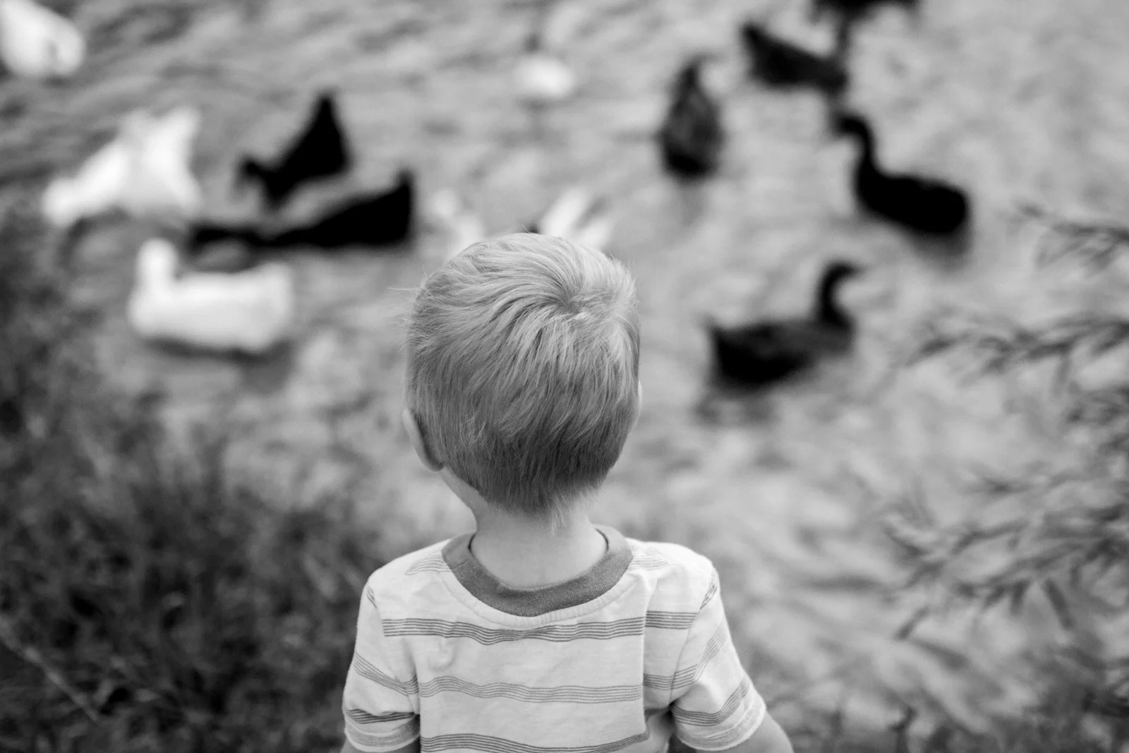 Rebecca Clair Photography, Kansas City lifestyle photographer, apple picking photo session, apple orchard photos, Kansas City family photographer, boy watching ducks, black and white photo