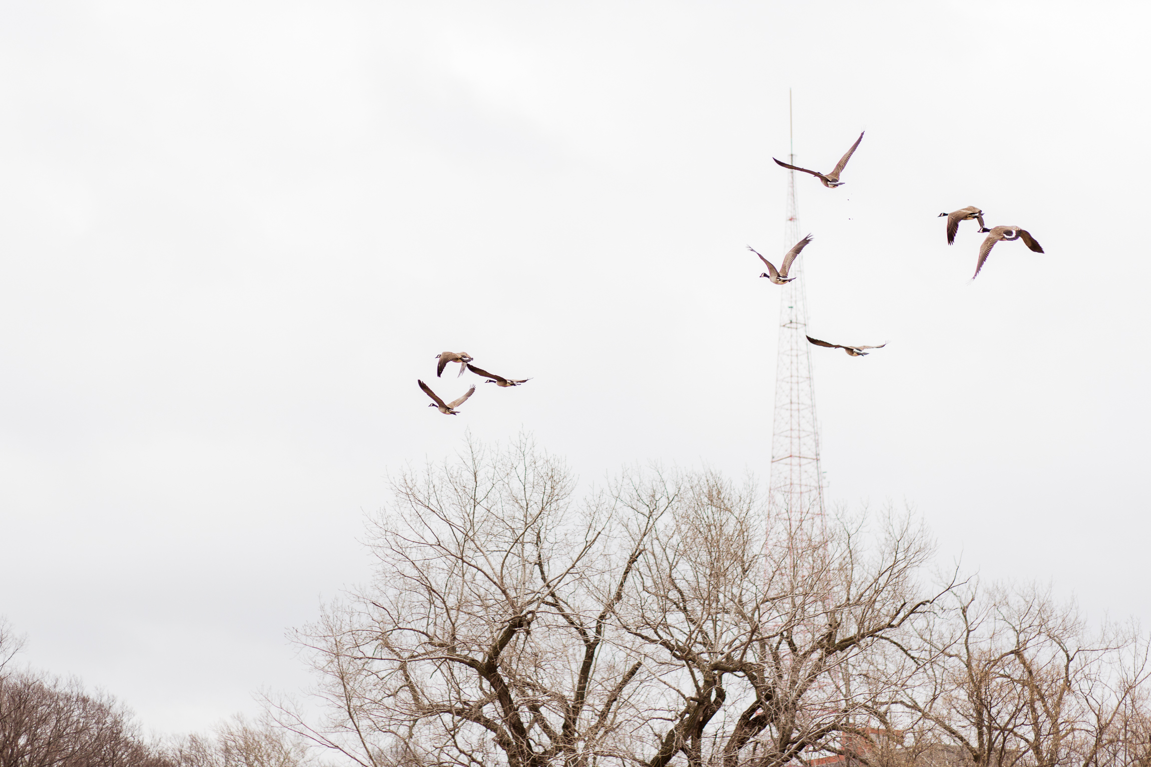  Geese flying over winter trees, Kansas City lifestyle photographer, Kansas City senior photographer, Kansas City small business headshots, Kansas City lifestyle blogger, candid portrait, winter portrait session, Penn Valley Park 