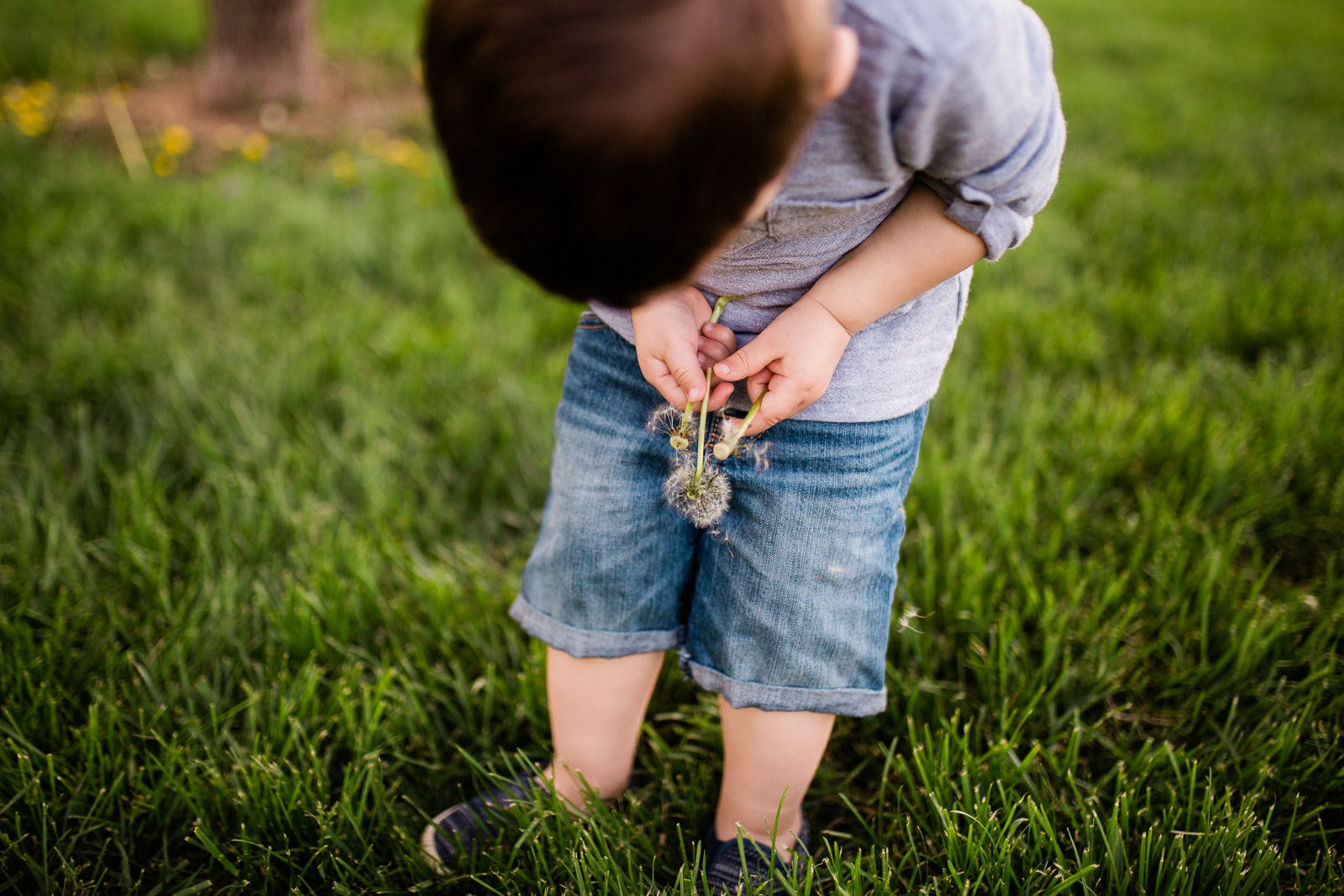  Boy holding dandelion, Kansas City family photography at Loose Park, Rebecca Clair Photography 