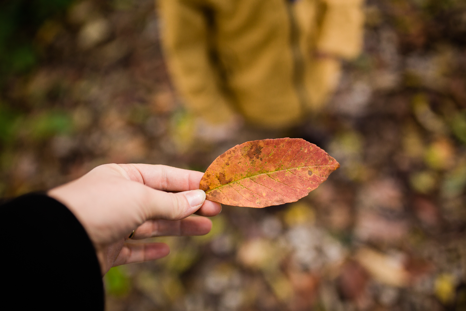 Hand holding autumn leaf, autum walk in the woods, Kansas City fall photos