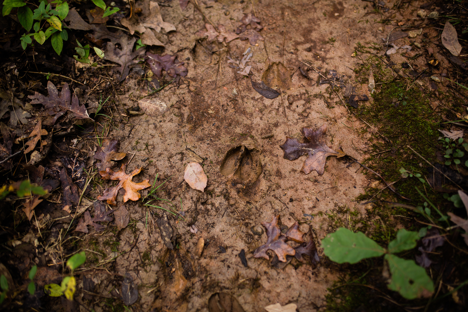  Deer tracks in the muddy ground, autum walk in the woods at Lakeside Nature Center, Kansas City photographer 