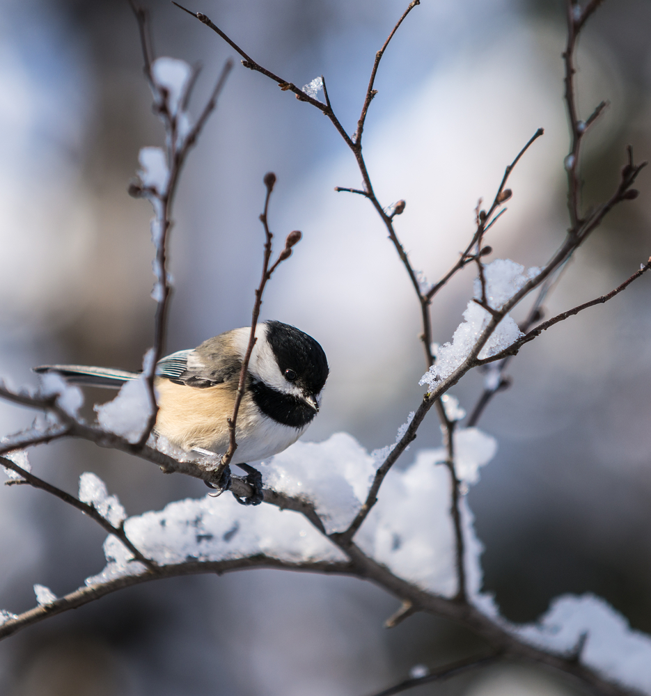 Chickadee Snow