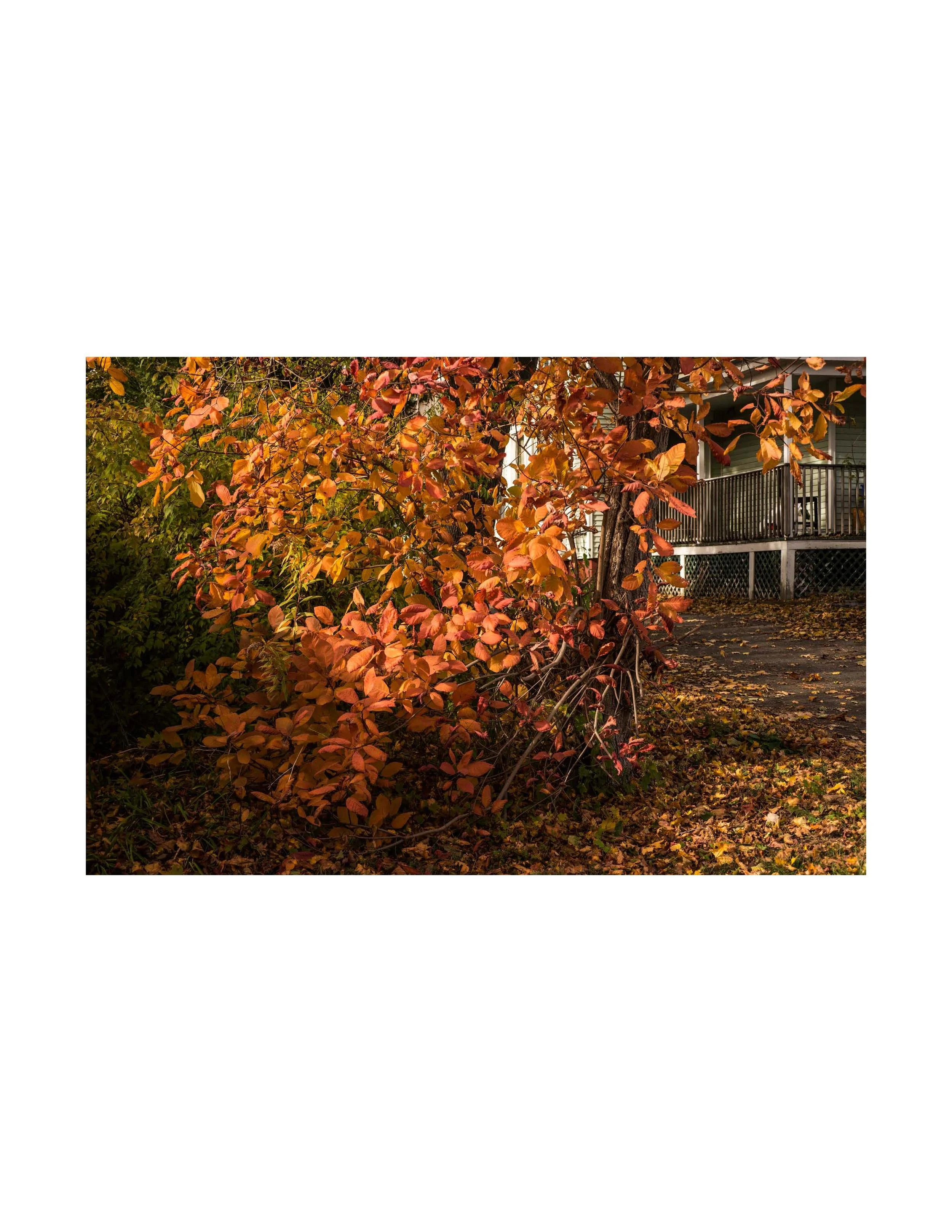 Vivian Ewing_Dry Grass Crackling-page-014.jpg