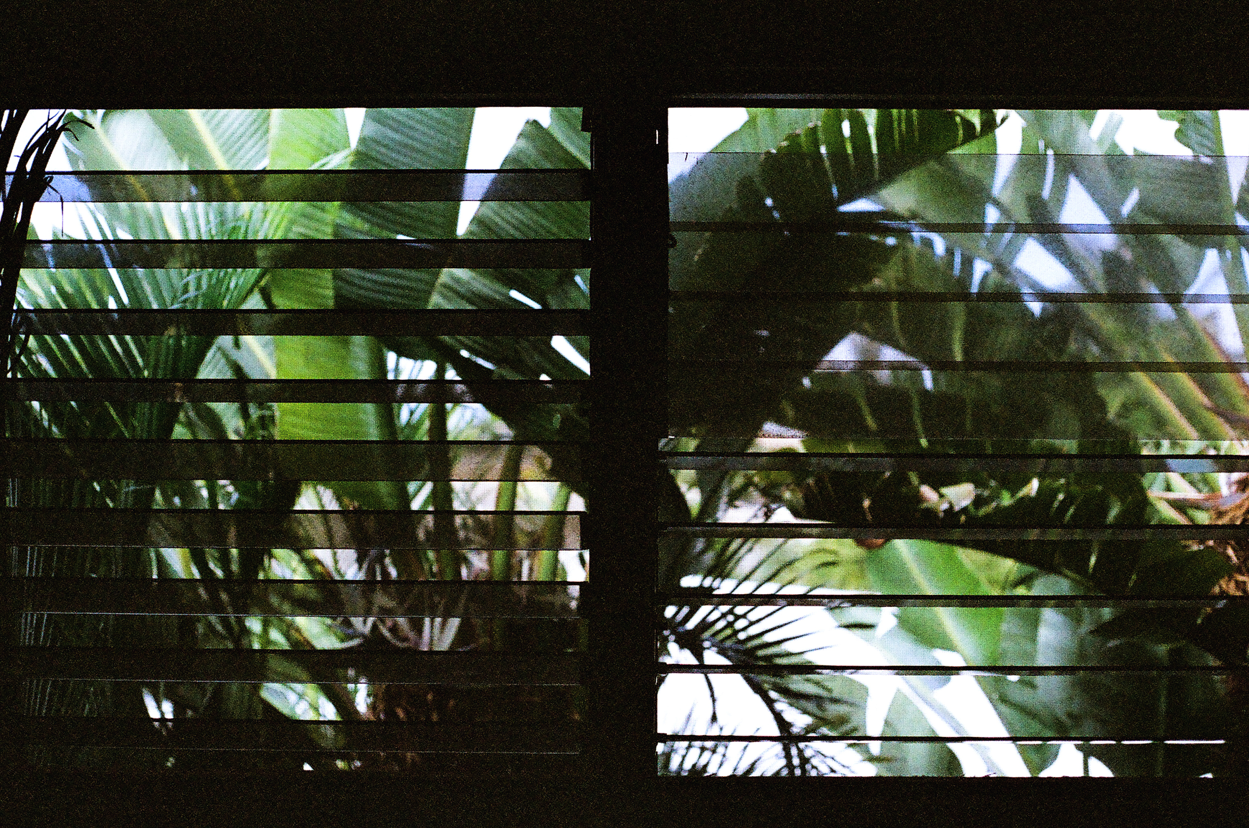 Expired Kodak ColorMax 400 35mm // Canon AE-1