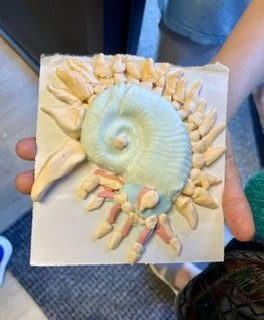 ammonite clay.jpg