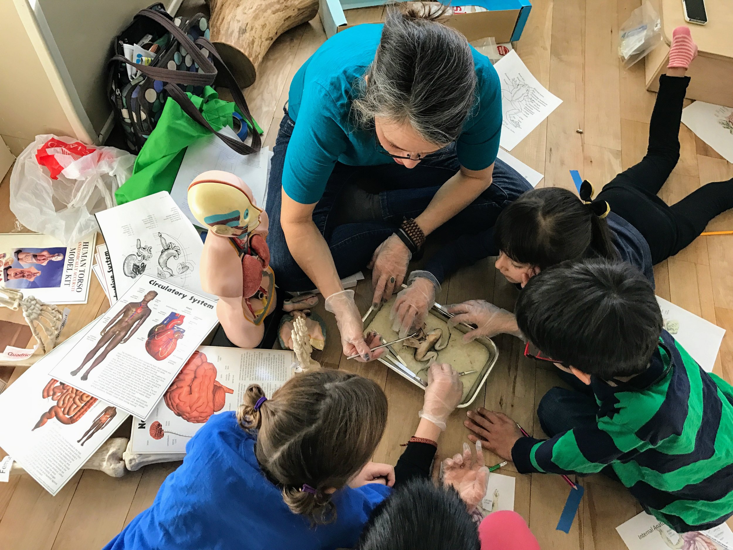 Dr A frog dissection.JPG