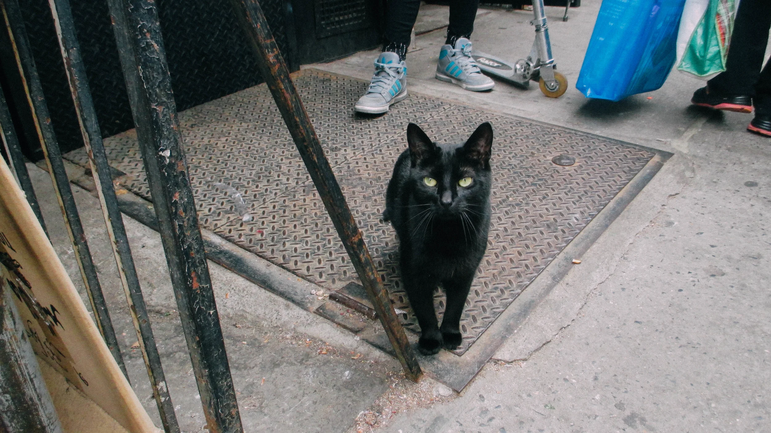 The owner let me take a picture of her cat.