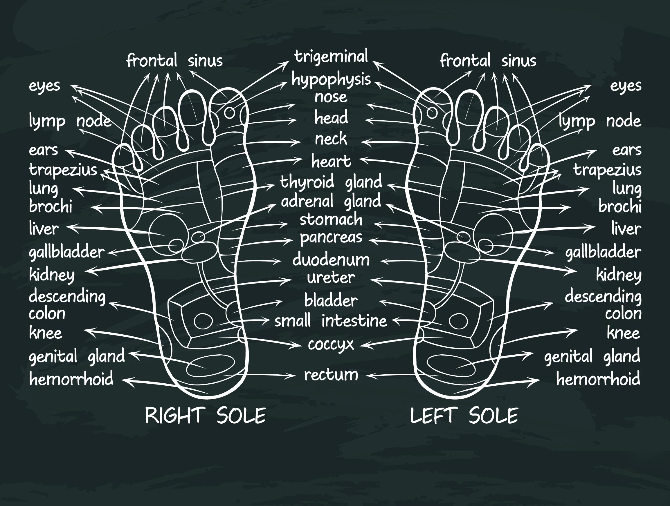 Reflexology Chart For Back