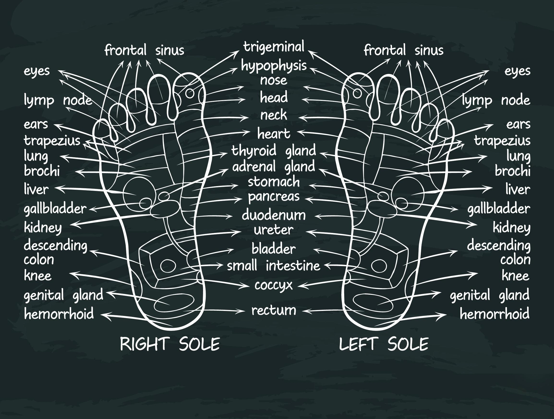Foot Pressure Points Reflexology Chart