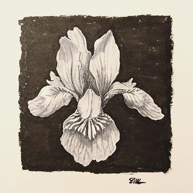 Today&rsquo;s flower is an iris 🌸
#flowerfact The Iris takes its name from the Greek word for rainbow, which is also the name for the Greek goddess of the rainbow, Iris 🌈
&bull;
&bull;
&bull;
&bull;
#bloom #floralillustration #flowerdrawing #flower