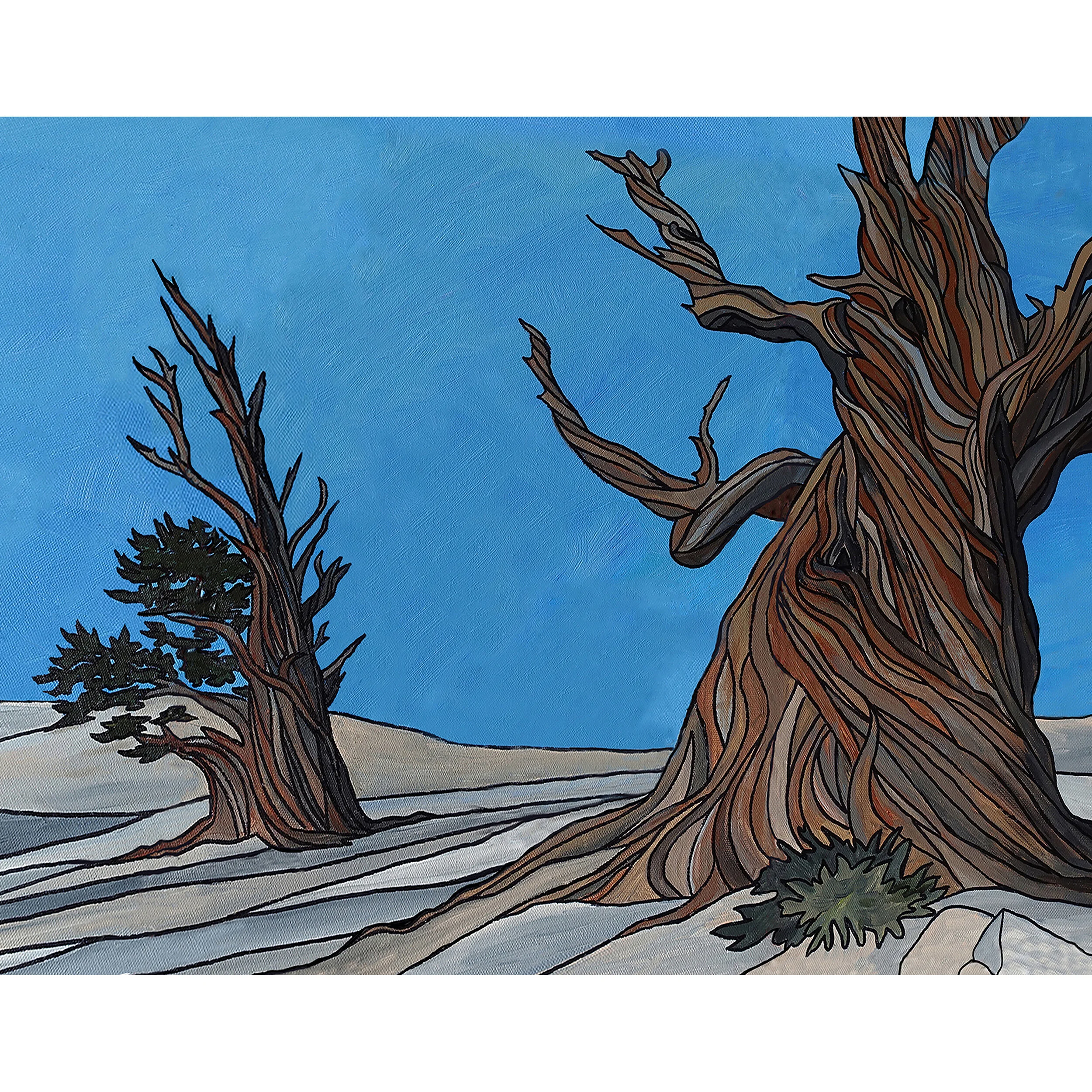 bristlecone-sq.jpg