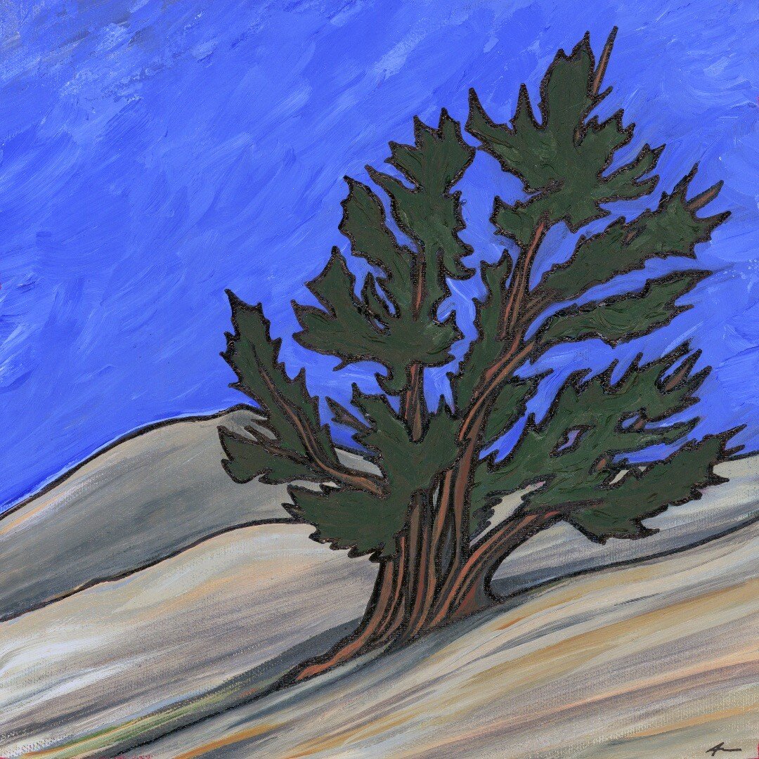 Windy Afternoon Limber Pine. Acrylic on Canvas.
Available @mountainramblerbrewery