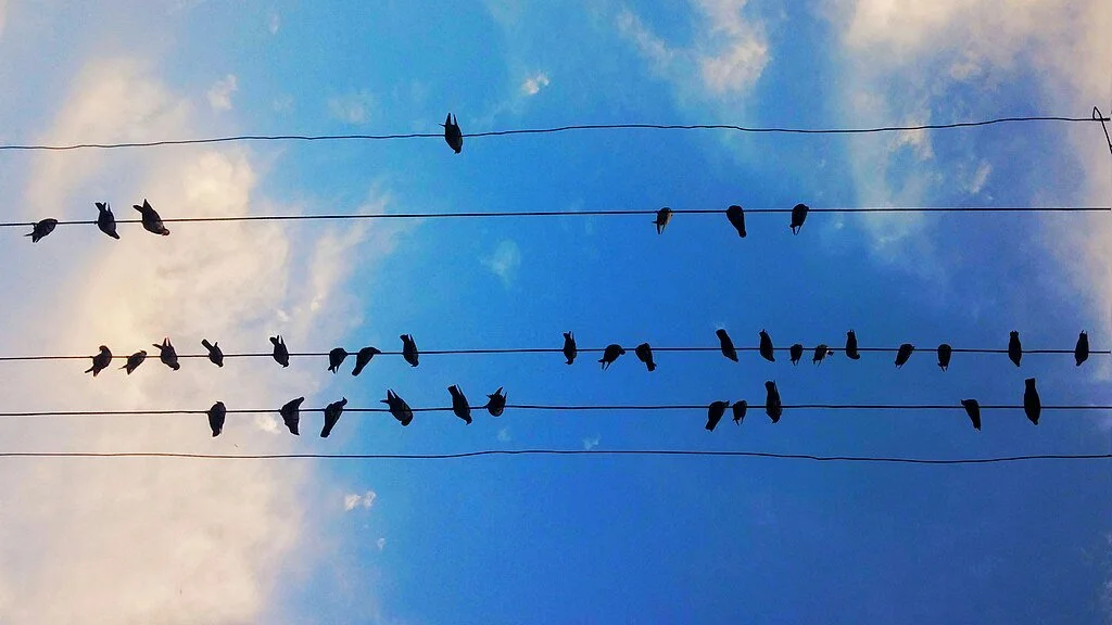 1024px-Birds_on_wires_in_Pakistan.jpg