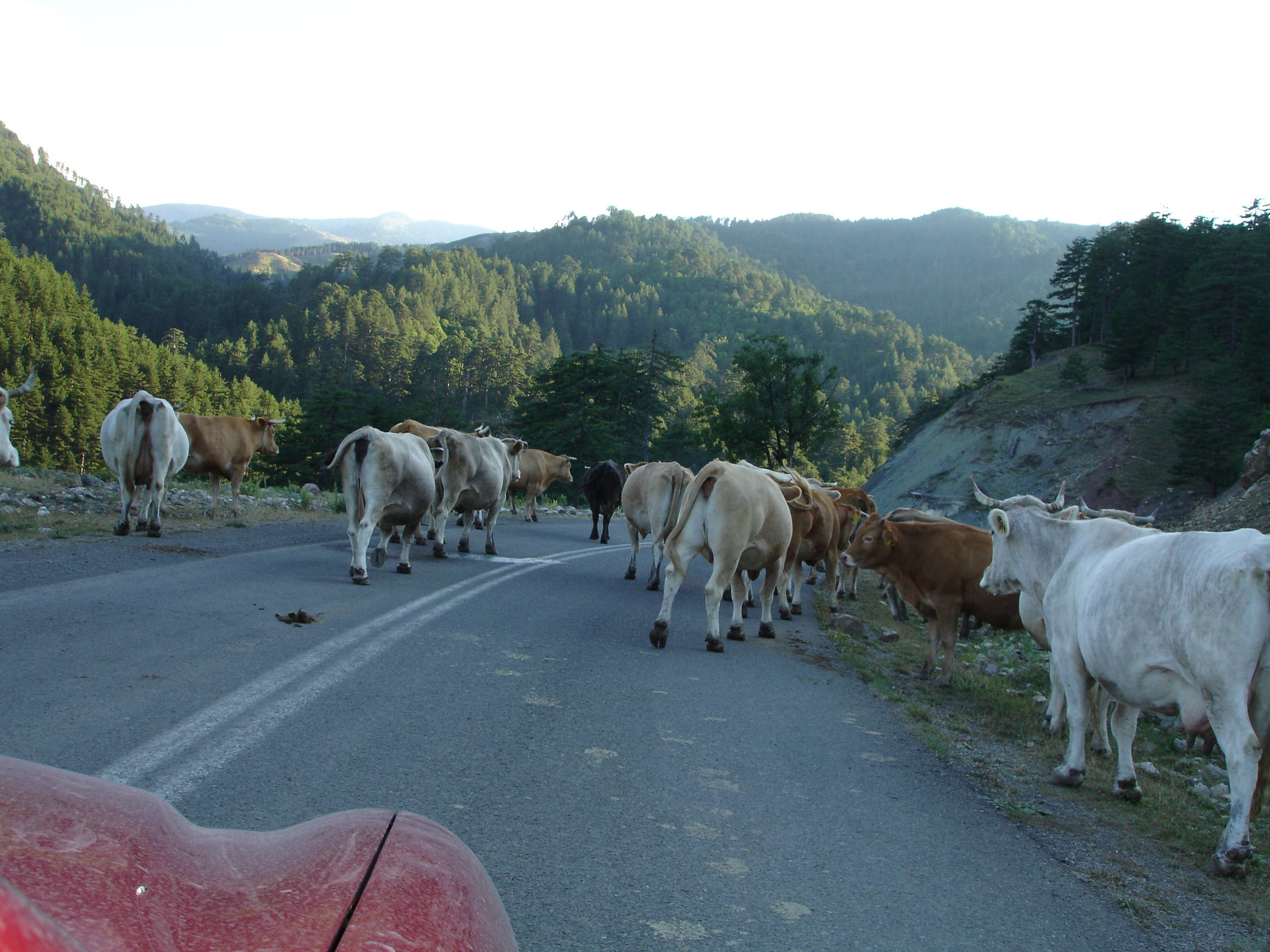 road_cows.jpg