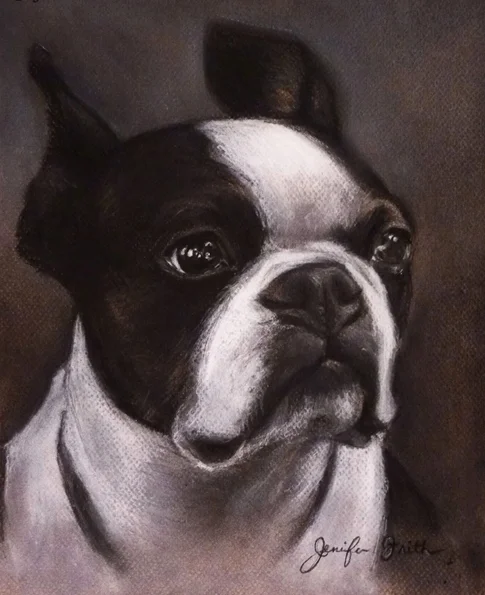 Boston Terrier Drawing in Pastel