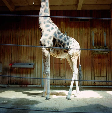 Giraffe, 2000