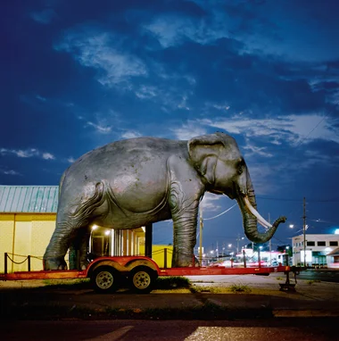 Nungesser Elephant, 2010