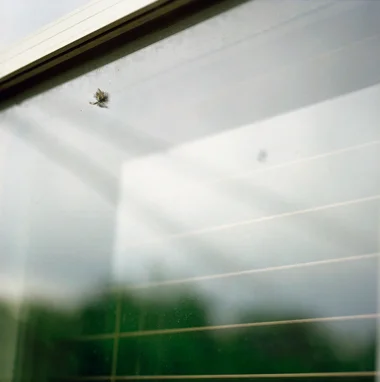 Bird Hit, 2010
